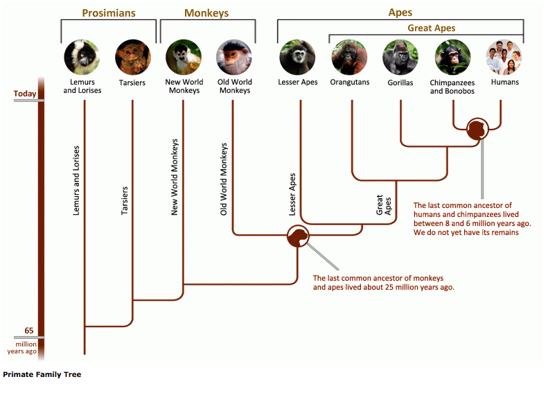 common-ancestor-between-chimps-and-humans-christian-forums